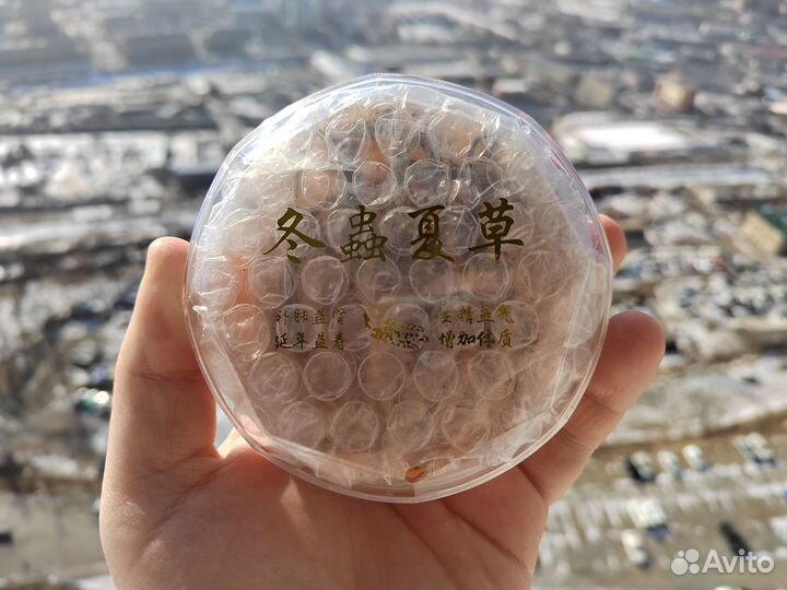 Дикий Кордицепс из Тибета