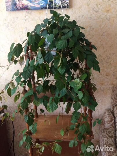 Комнатные цветы. Цисус (березка)