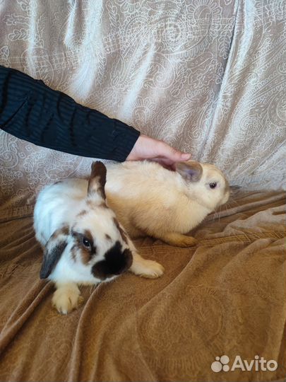 Декоративные карликовые кролики