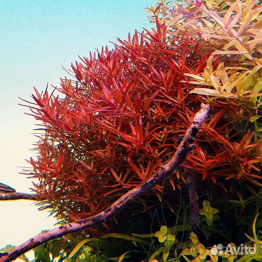 Аквариумные растения