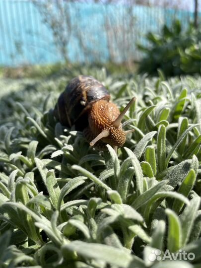 Улитки виноградные