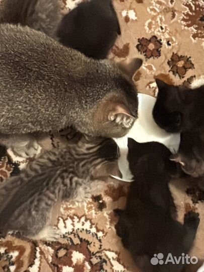 Британские котята метисы