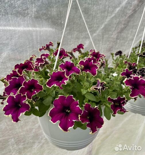 Петунии, калибрахоа, вербена, бакопа