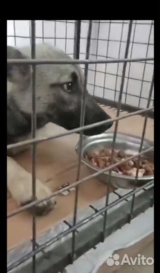 Собака 8 месяцев