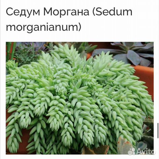 Адромискус