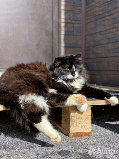 Котик в добрые руки