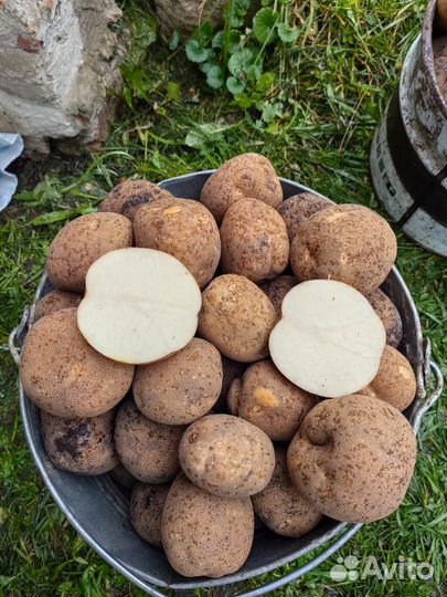 Продам картофель (урожай 2023)