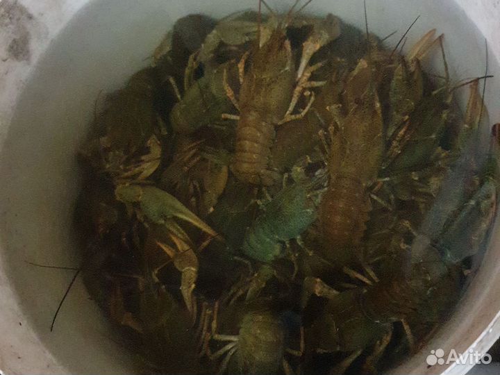 Продам живые раки