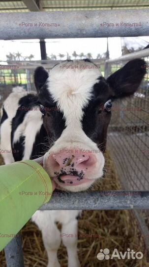 Бычки мясной породы