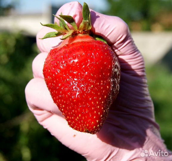 Клубника поздняя Генри. Уникальный сорт