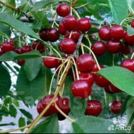 Вишня на длинной ножке