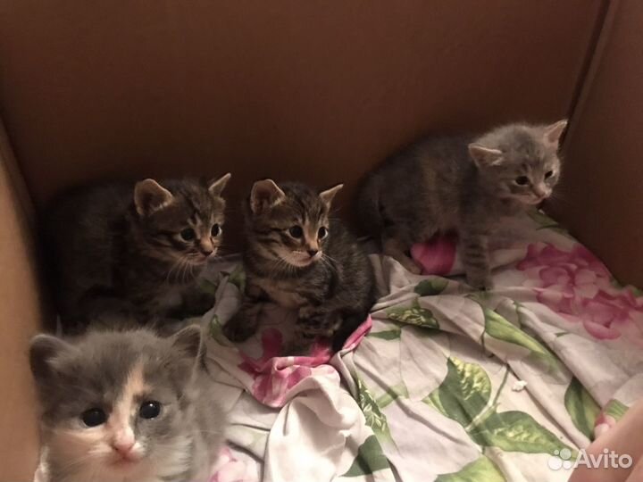 Кошки в добрые руки