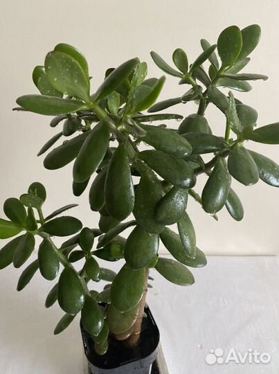 Толстянка (денежное дерево)