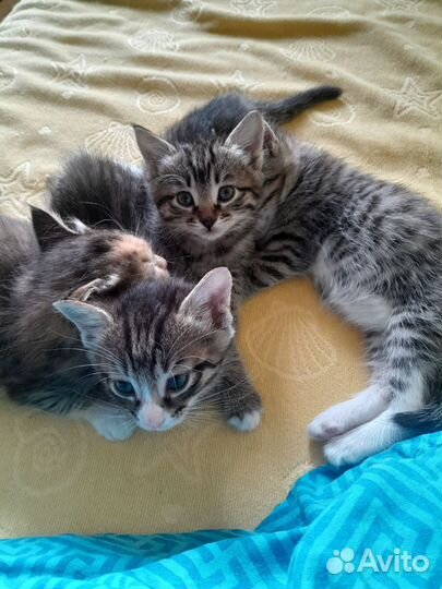 Котята полосатики