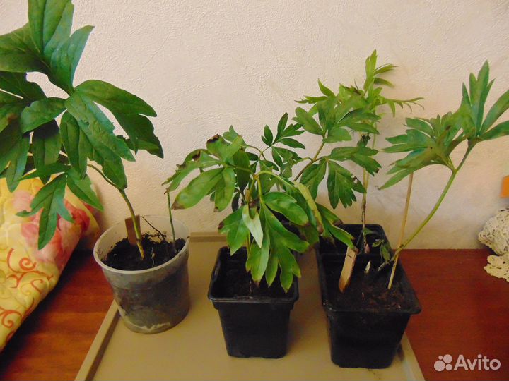 Пион уклоняющийся(Марьин корень)