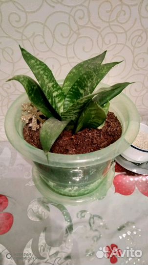 Сансевиерия