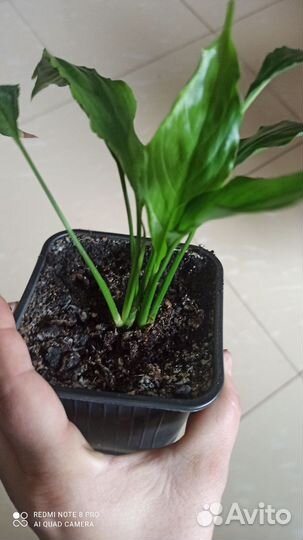 Комнатные цветы