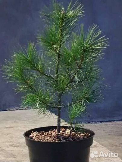 Сосна обыкновенная