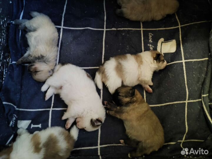 Щенки шпица