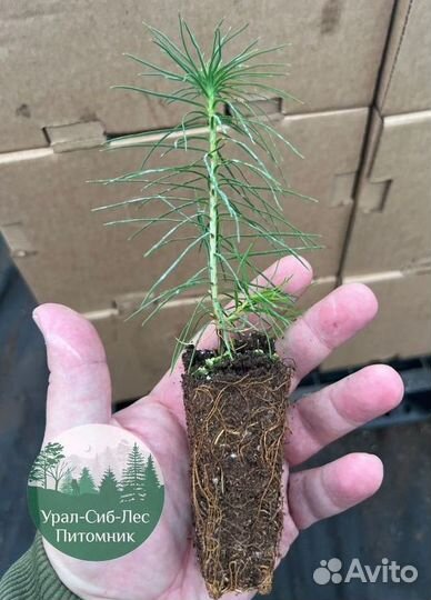 Сосна зкс окс сеянцы Ель Лиственница Голуб Горная