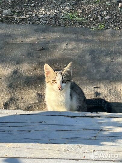 Котята отдам бесплатно