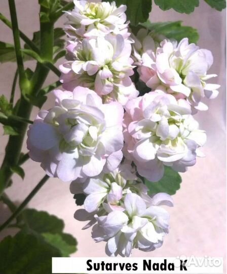 Пеларгонии сортовые часть 1