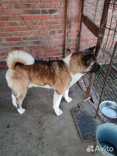 Американская акита