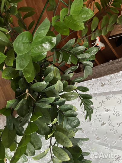 Замиокулькас комнатное растение большое