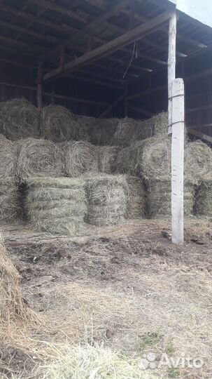 Продам сено в рулонах