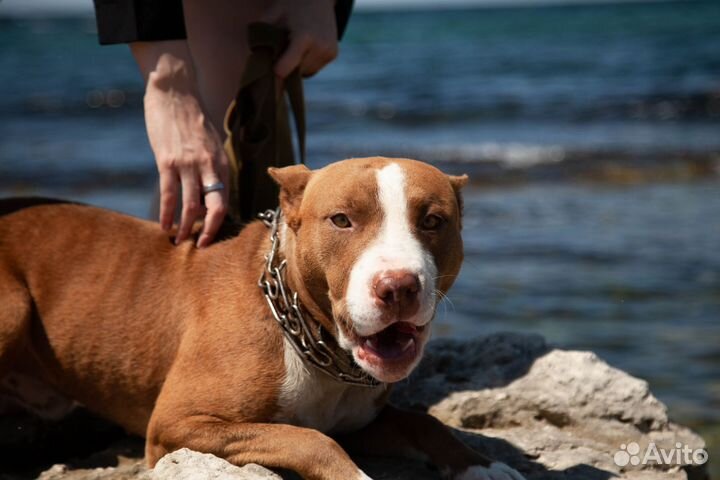 Щенки питбуля