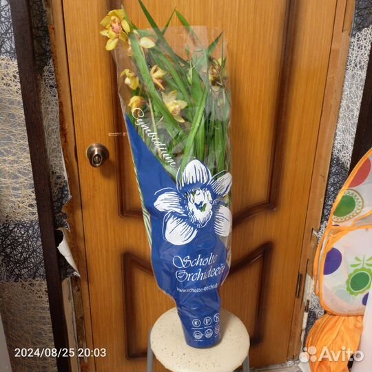 Орхидея цимбидиум