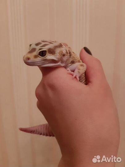 Геккон эублефар самец