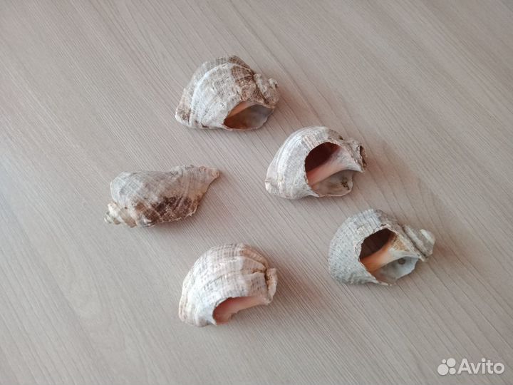 Ракушки морские