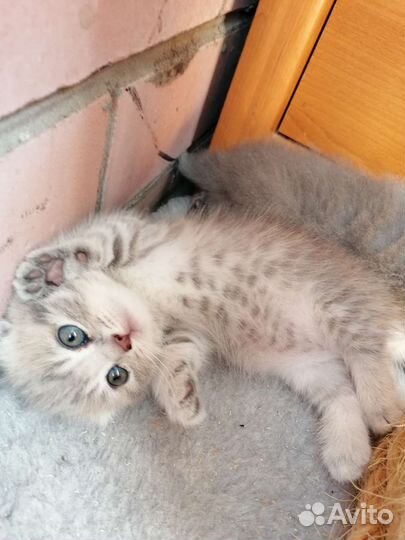 Котята манчкин