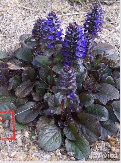 Живучка ползучая