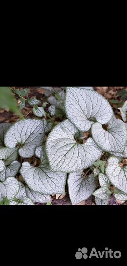 Многолетники