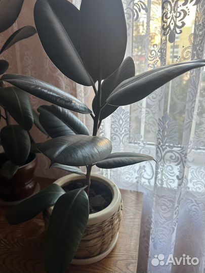Фикус каучуковый