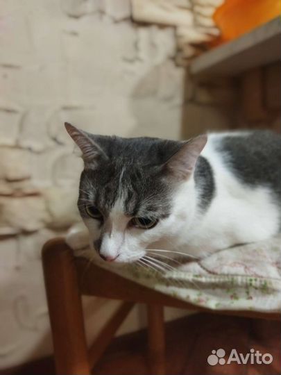 Котик в добрые руки