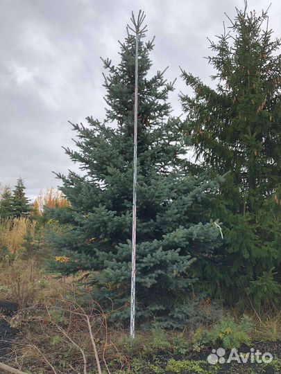 Голубая Ель