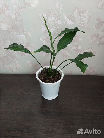 Стапелия, Толстянка, Каланхоэ, Спатифиллум(обмен)