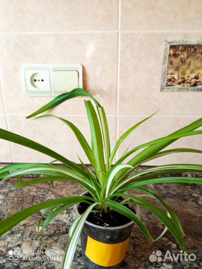 Хлорофитумы, красивые и разные