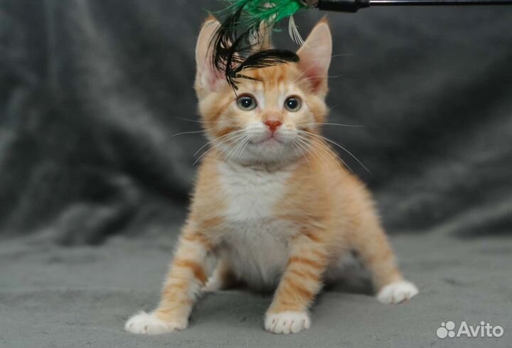 Котенок рыжий в добрые ручки