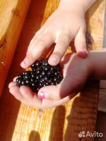 Саженцы ежевики и малины