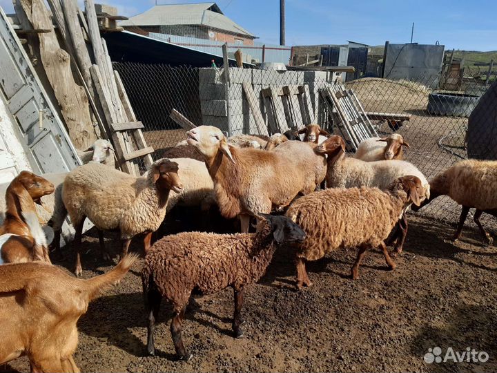 Баран гисар