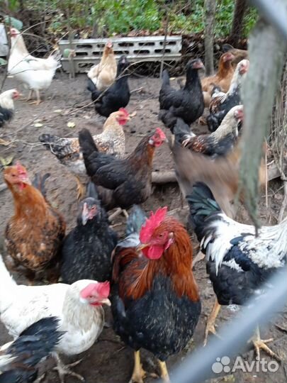 Молодые петухи