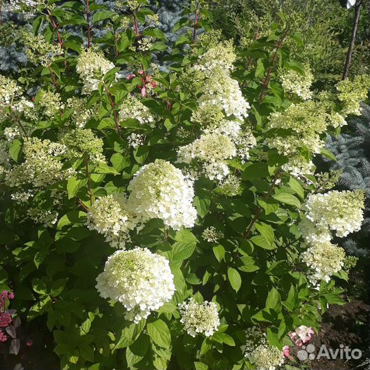 Гортензия Метельчитая закрытая корневая система