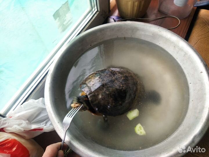 Черепаха водоплавающая
