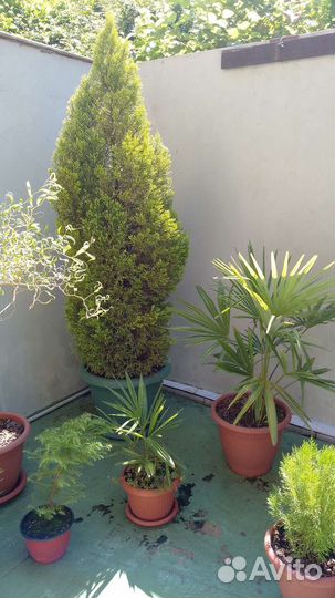 Туя, кипарисовик, пальмы, ива и др