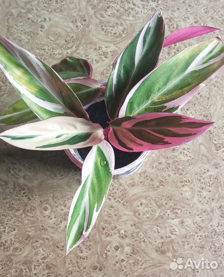 Строманта триколор