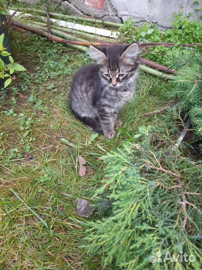 Отдам котят в хорошие руки